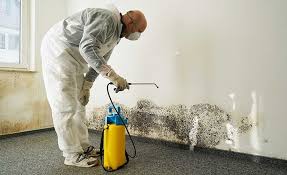 Best Attic Mold Removal in Barry, IL